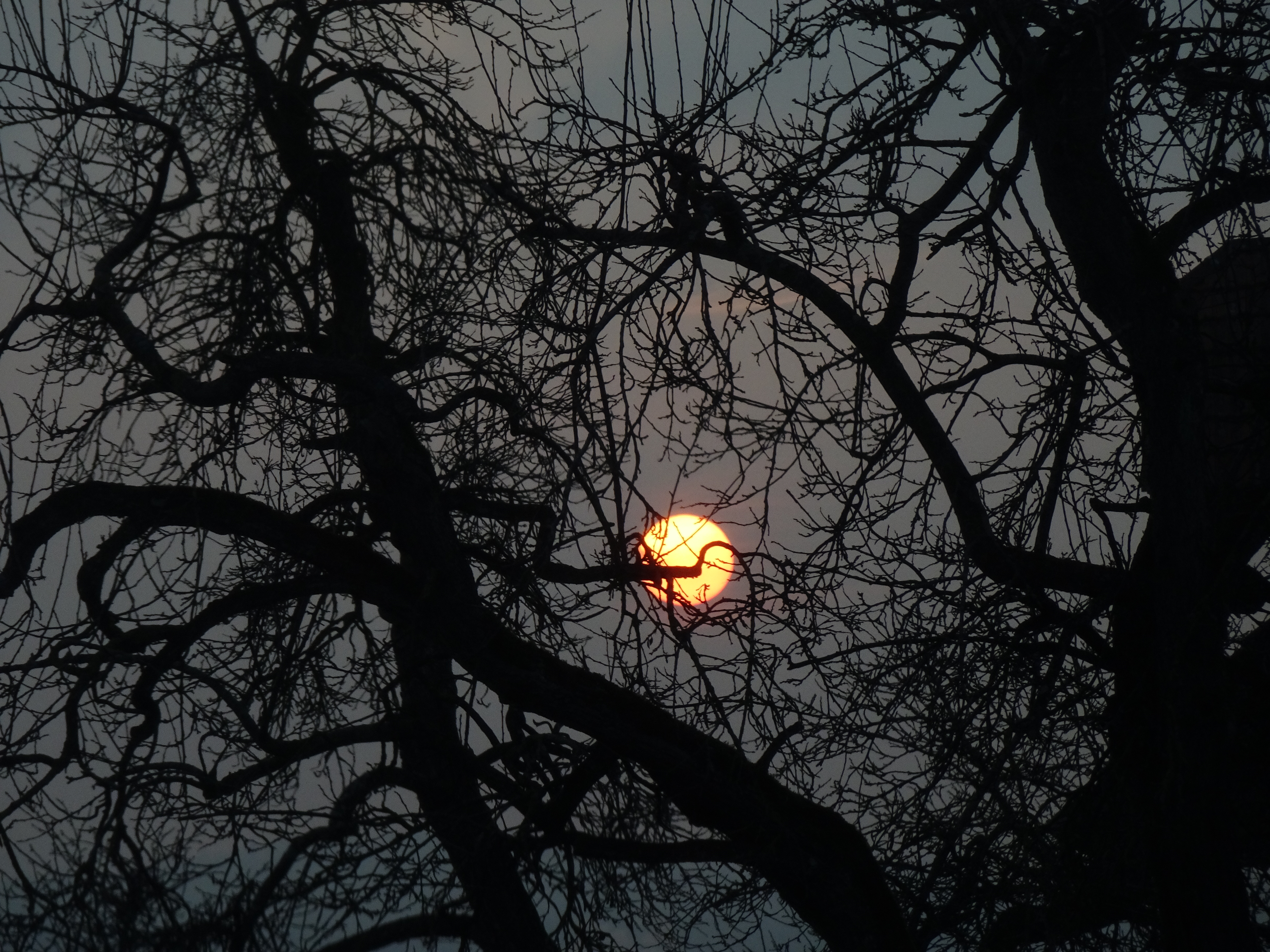 Sonnenuntergang durch den Birnbaum, in Rüediswil fotografiert  | Urs Amrein, Ruswil 