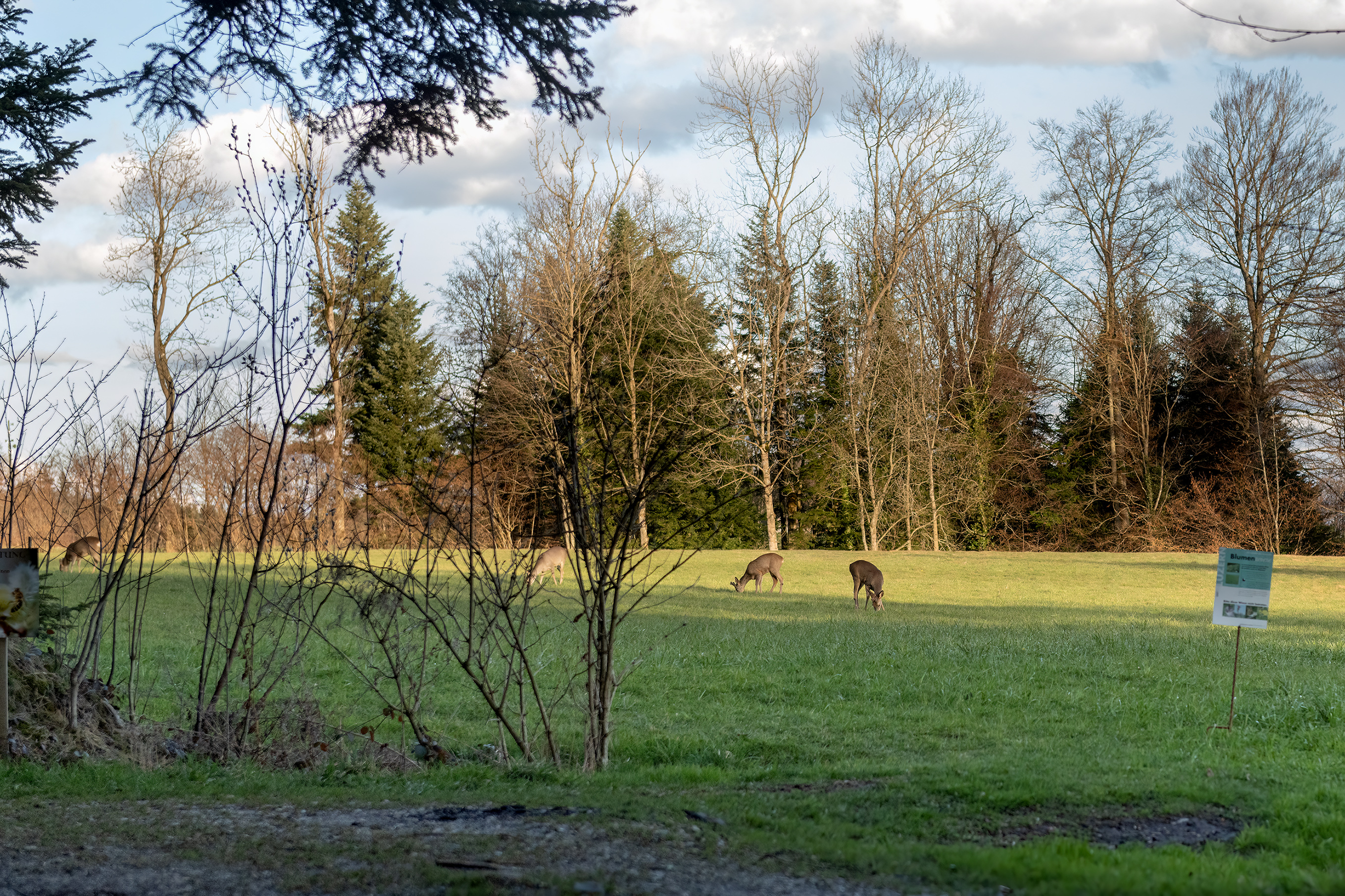 Rehe am Waldrand auf dem Ruswiler Berg entdeckt auf einem Abendrundgang. | Stefan Dubach, Ruswil 