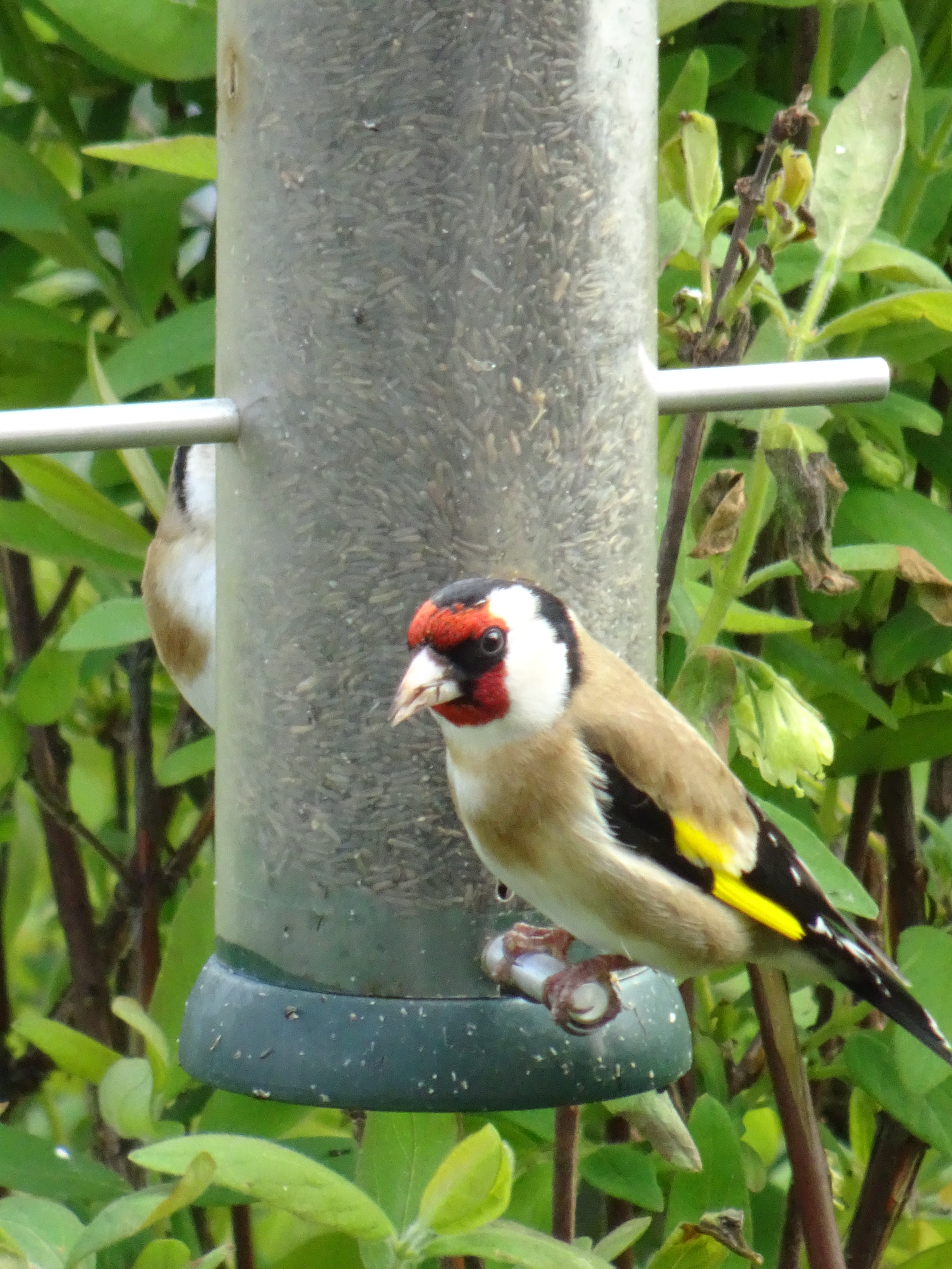 Distelfinken  an einer Futterröhre am Bäremattweg in Ruswil  | Urs Amrein, Ruswil 