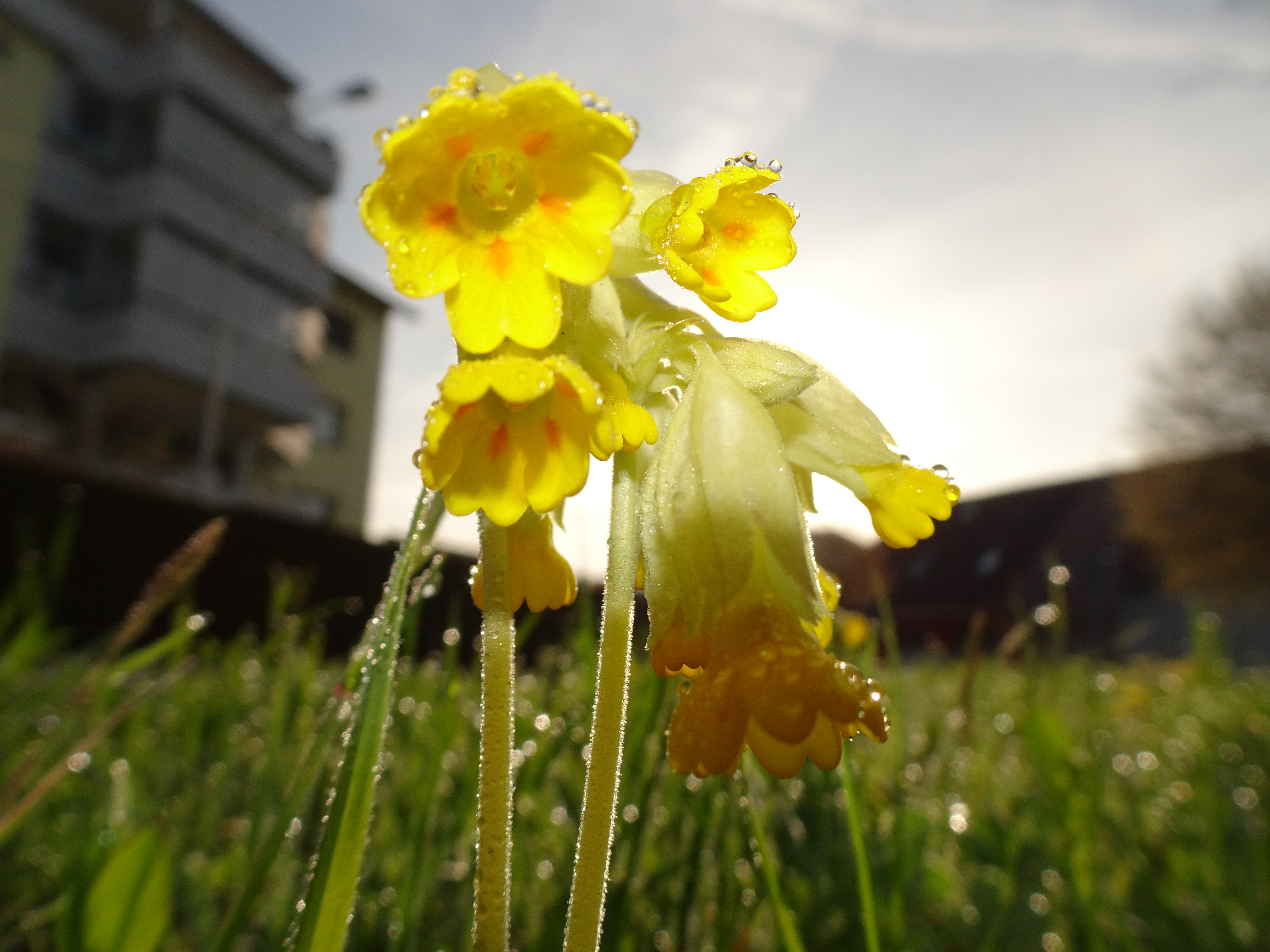 Schlüsselblüemli mit Morgentau am Bäremattweg in Ruswil | Urs Amrein, Ruswil 