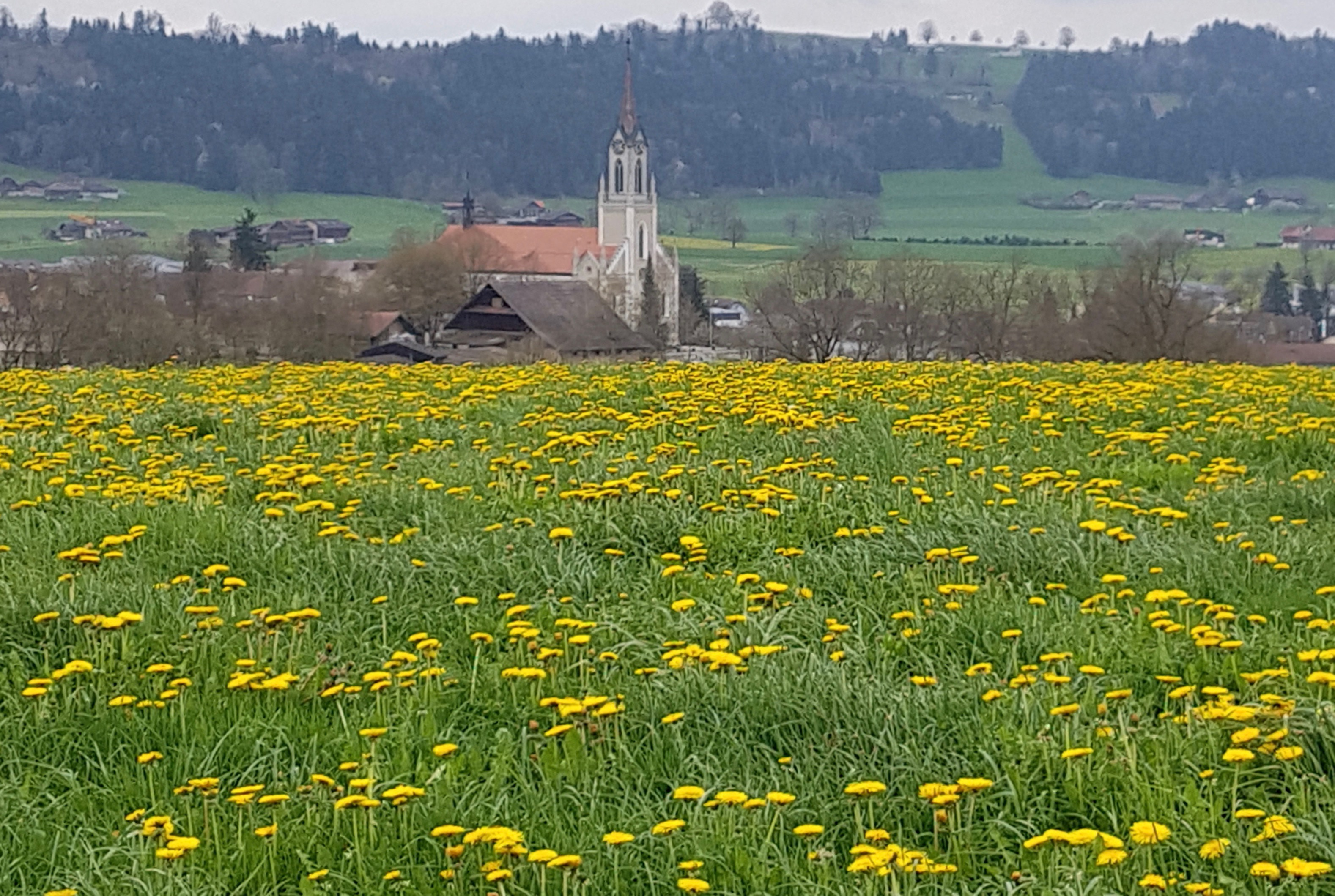 Der goldene Teppich vor der Kirche in Grosswangen | Emilie Koller, Grosswangen 