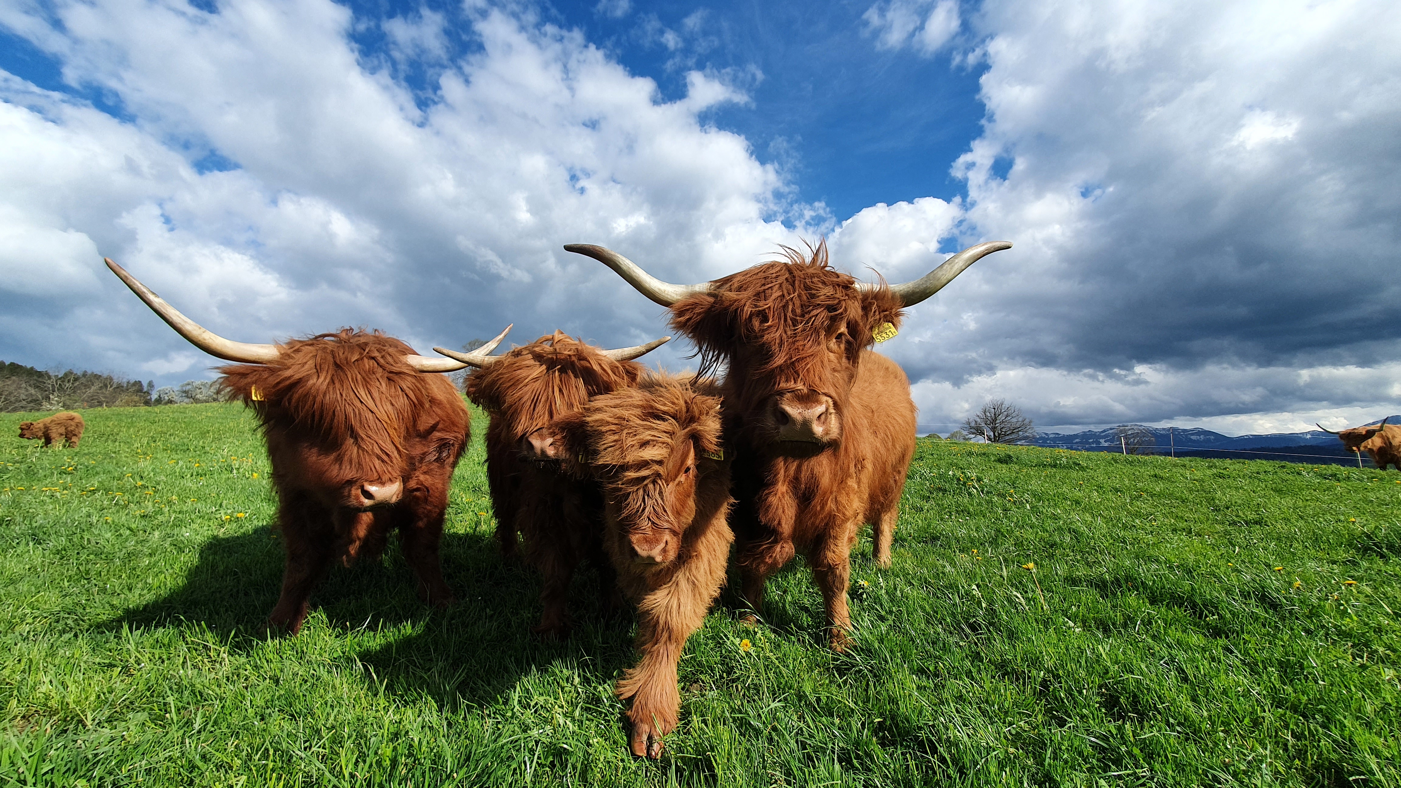 Schottische Hochlandrinder mit Föhnfrisur. Aufgenommen auf der Lochland Highland Cattle Ranch, Ruswil. | Matthias Wagner, Ruswil 
