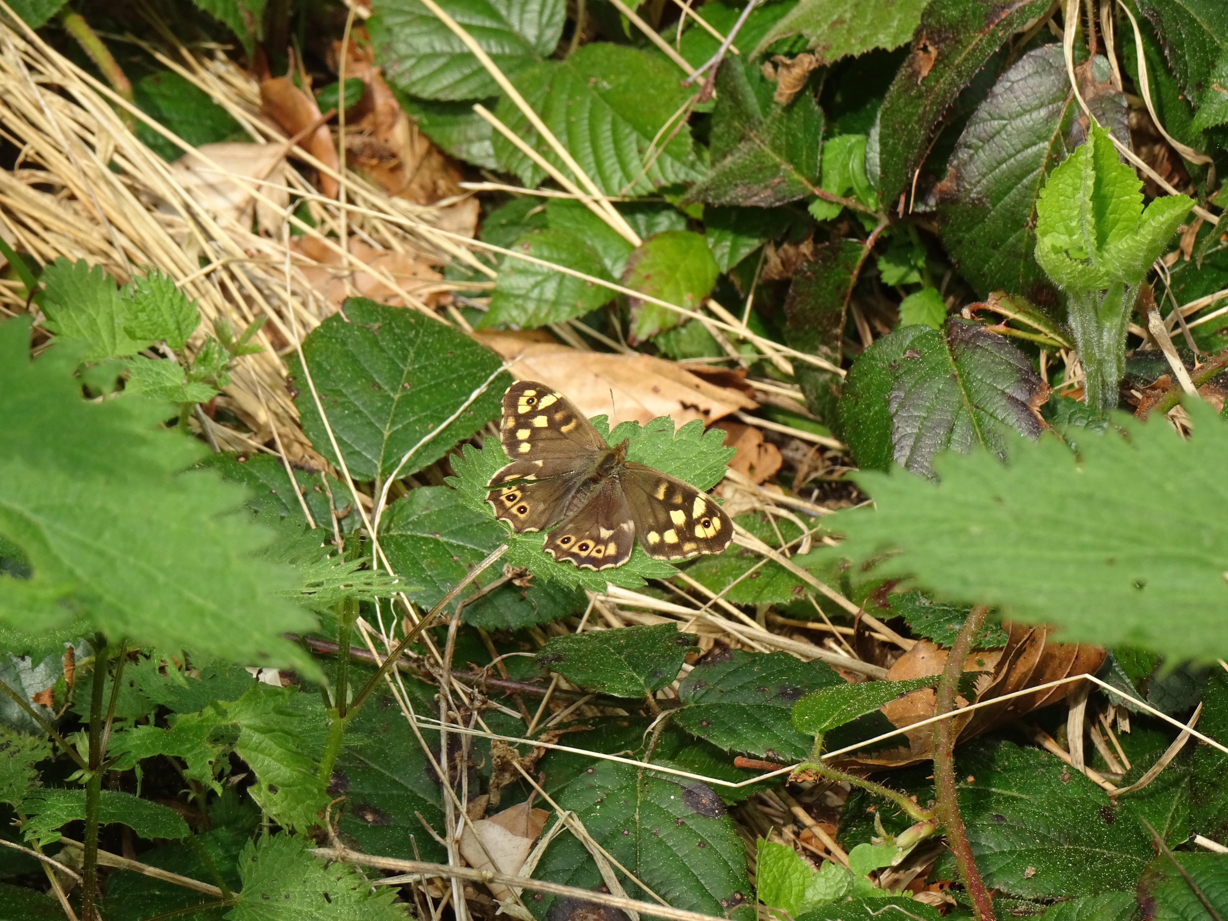 Dieser Schmetterling nennt sich Waldbrettspiel und fasziniert mit seiner Farbenschönheit    | Urs Amrein, Ruswil 