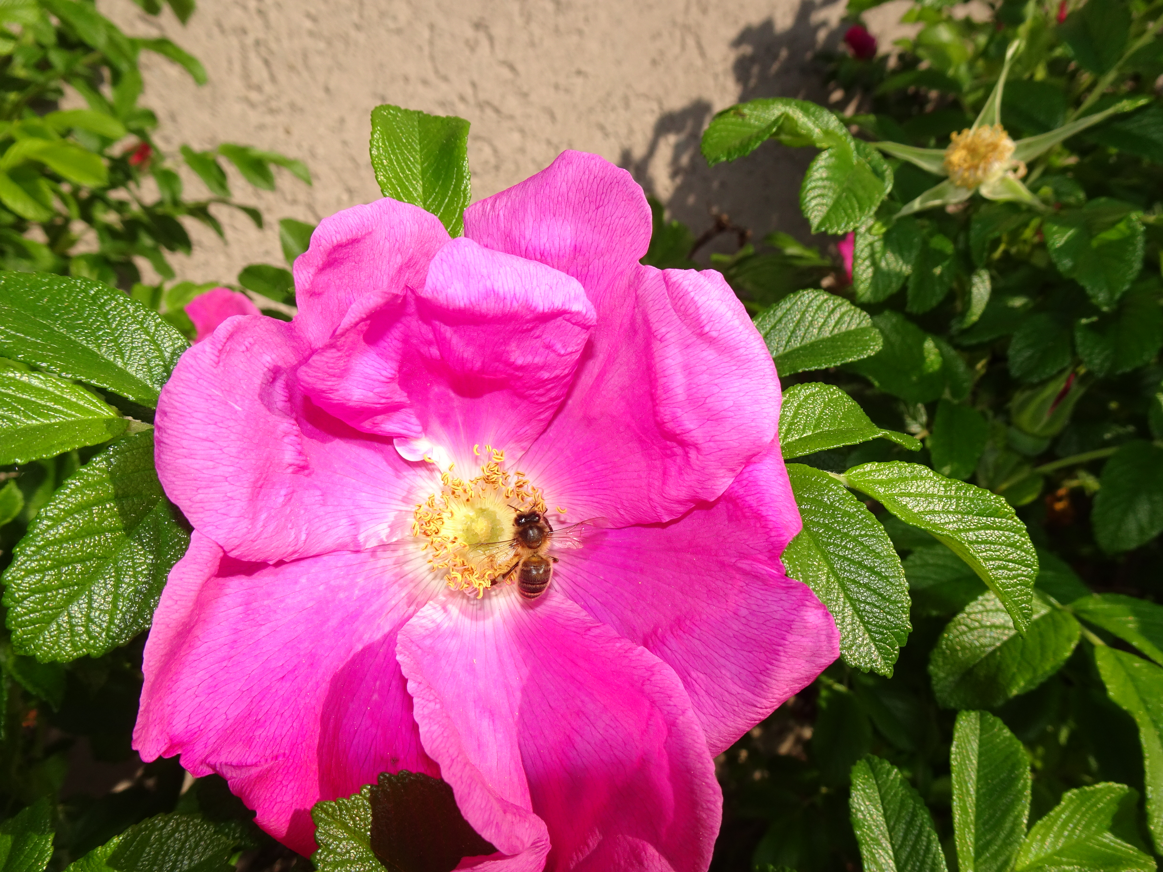 Kartoffel-Rosen oder Kamtschatka-Rosen Blüte, wird beim Rottalcenter in Ruswil von einem Bestäuberbienchen besucht.  | Urs Amrein, Ruswil 
