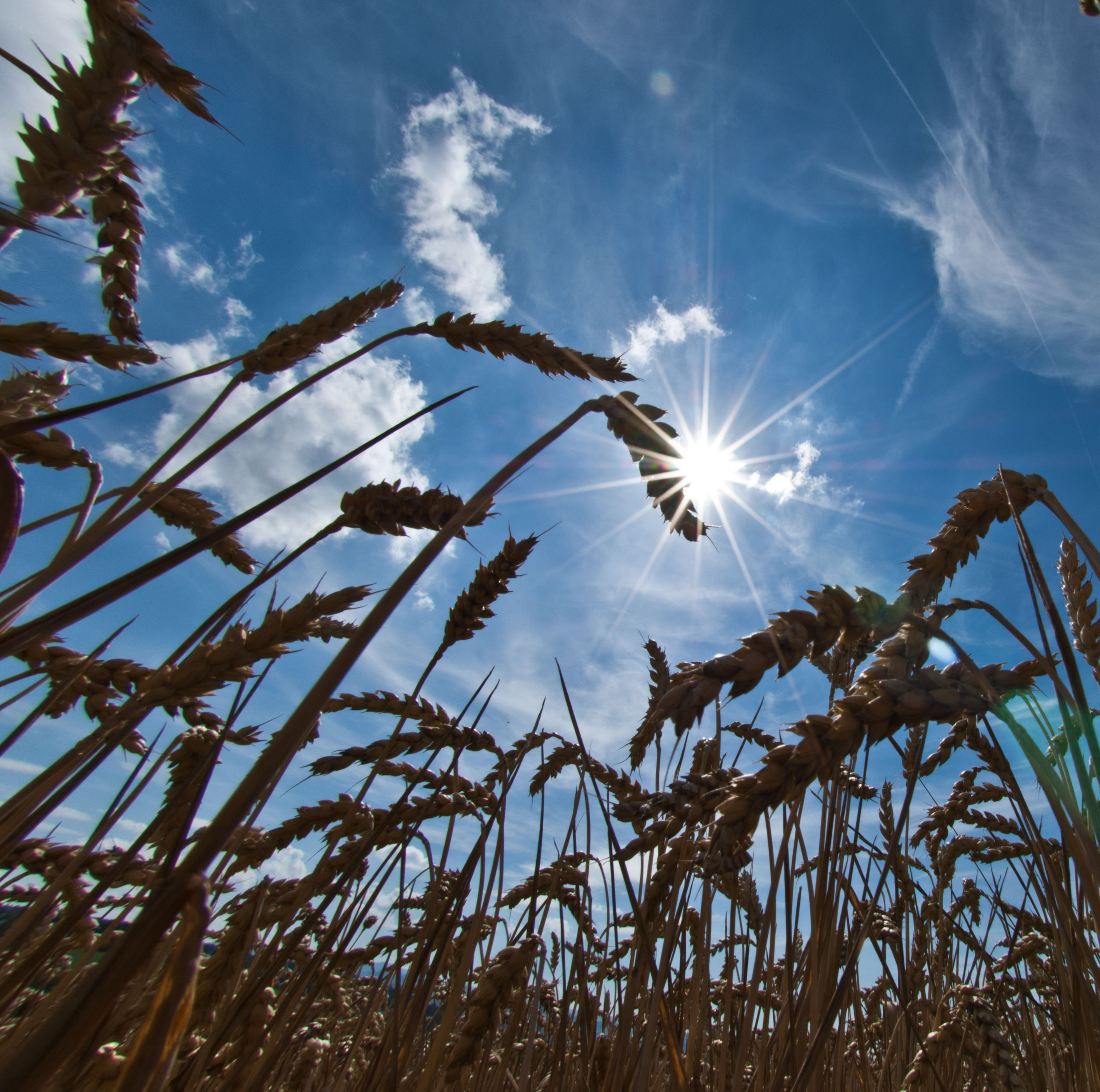 Die Hitze 2018 machte Menschen, Tieren und Pflanzen zu schaffen.  | Erwin Ottiger, Ruswil