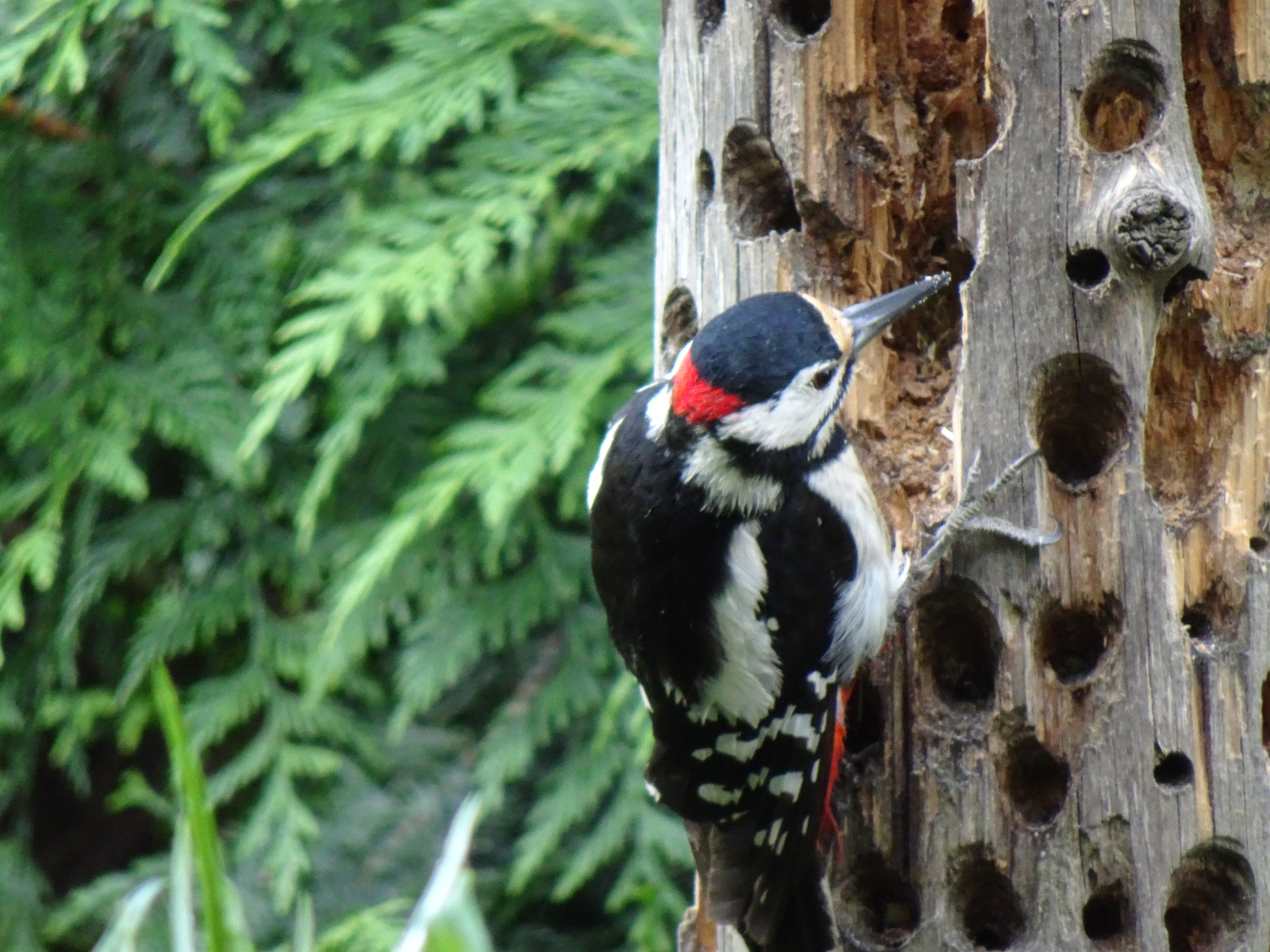 Ein Buntspecht in Ruswil | Urs Amrein, Ruswil