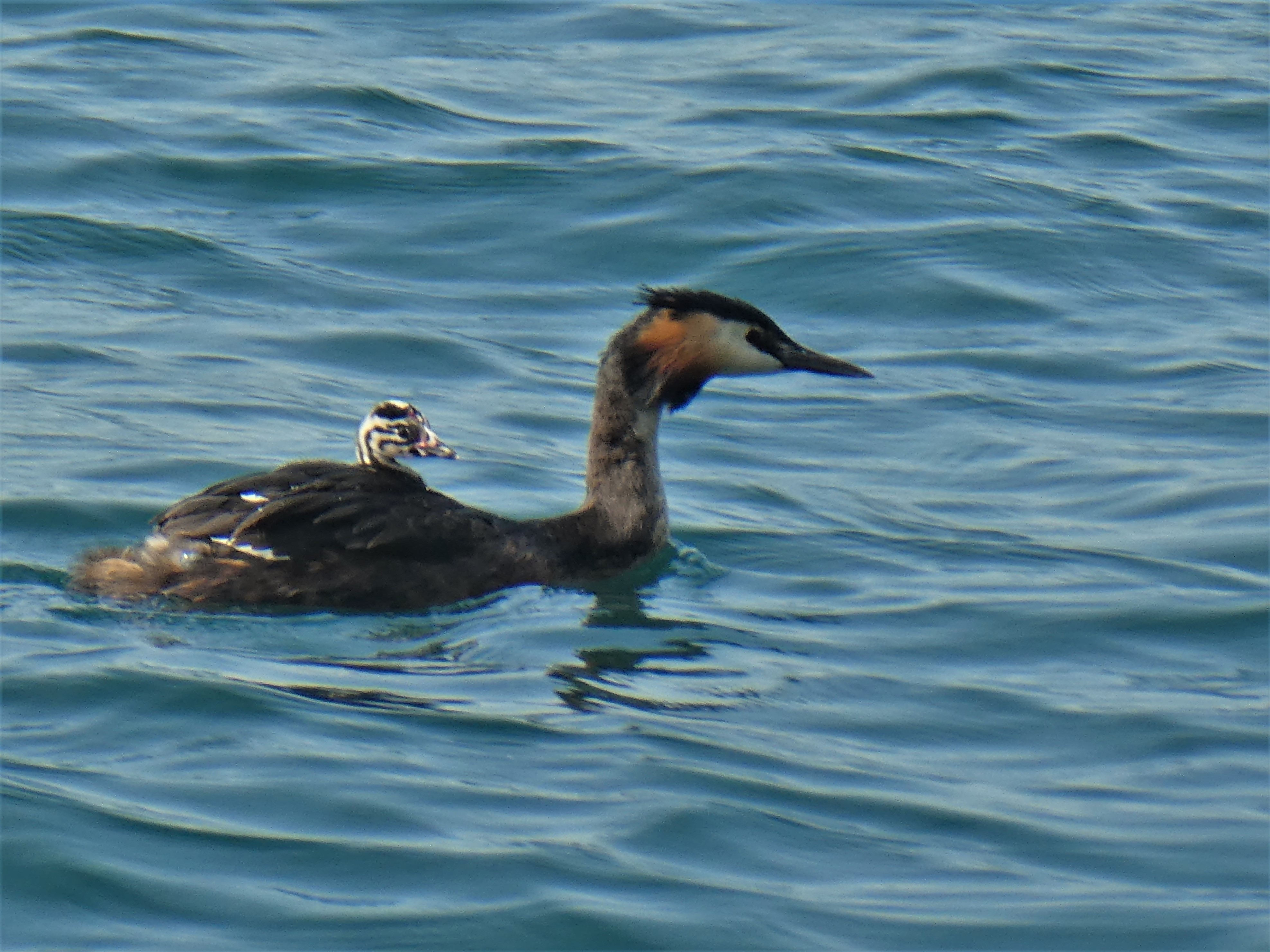 Im Huckepack geht es einfacher über den Vierwaldstättersee.  | Josy Steinmann, Ruswil 
