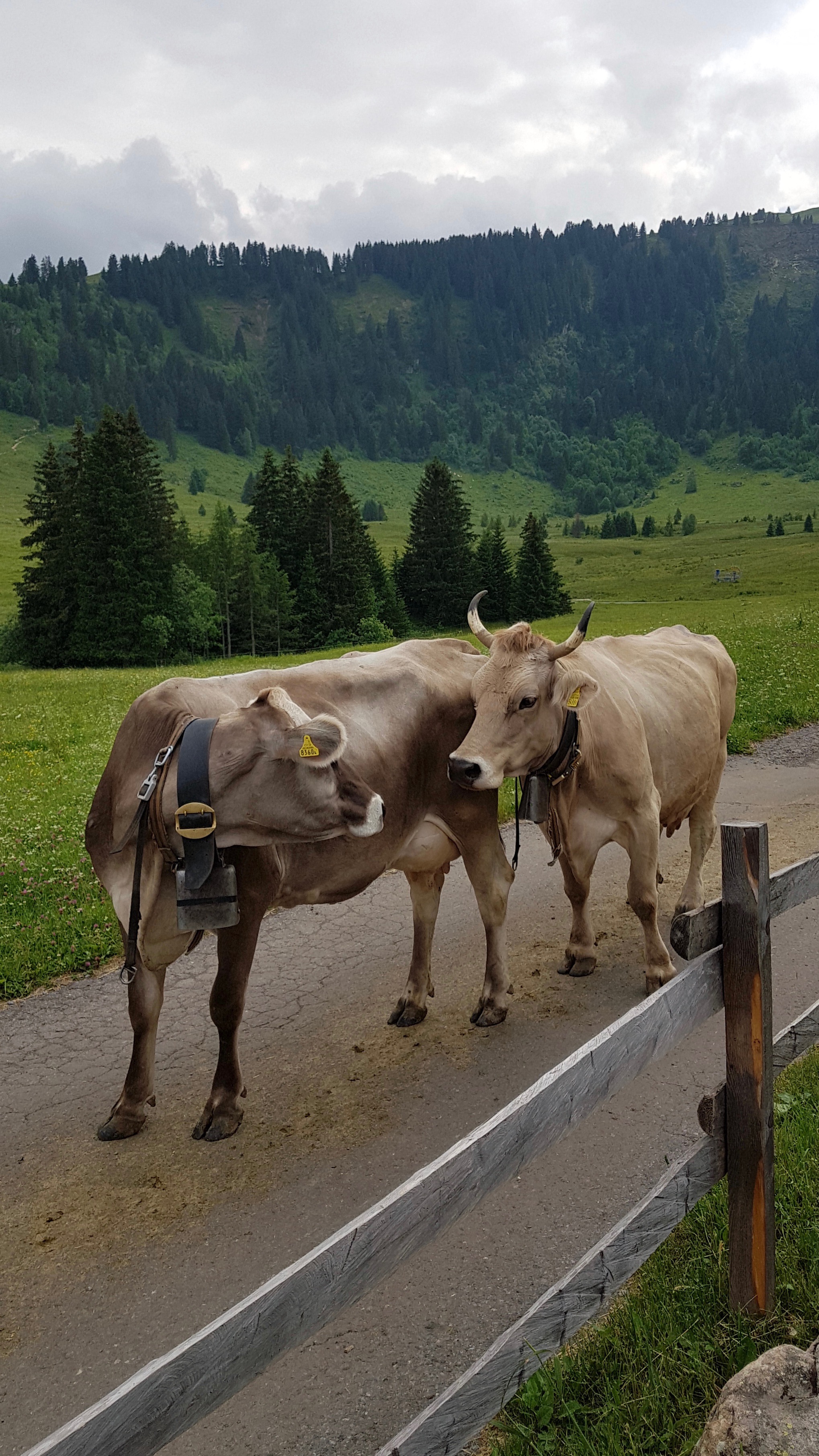 Welche Kuh wohl besser aussieht?  | Emilie Koller, Grosswangen 