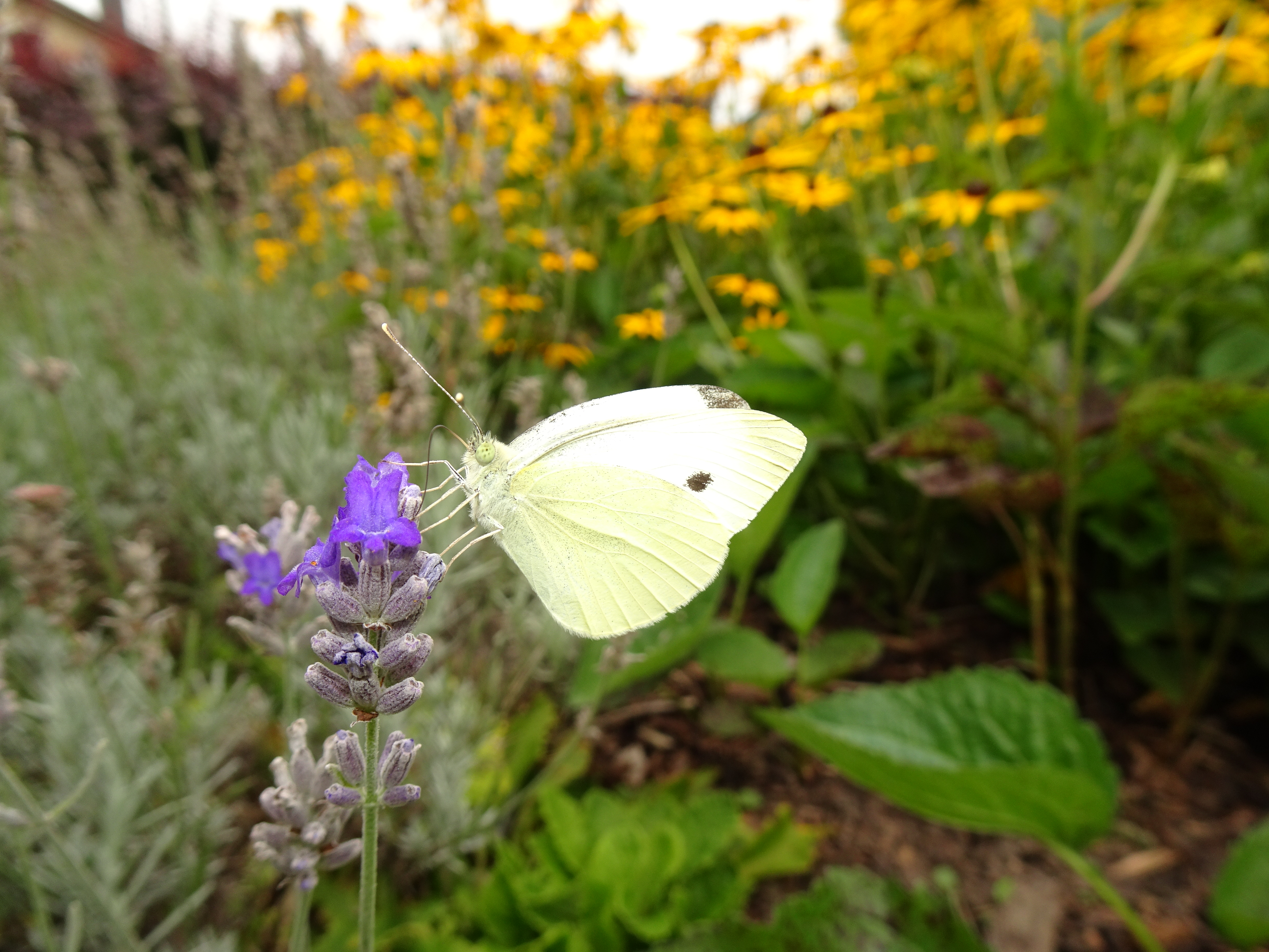 Der kleine Kohlweissling ( Pieris rapae ) ist sehr oft  an Lavendelblüten anzutreffen, hier am Bäremattweg in Ruswil.  | Urs Amrein, Ruswil 