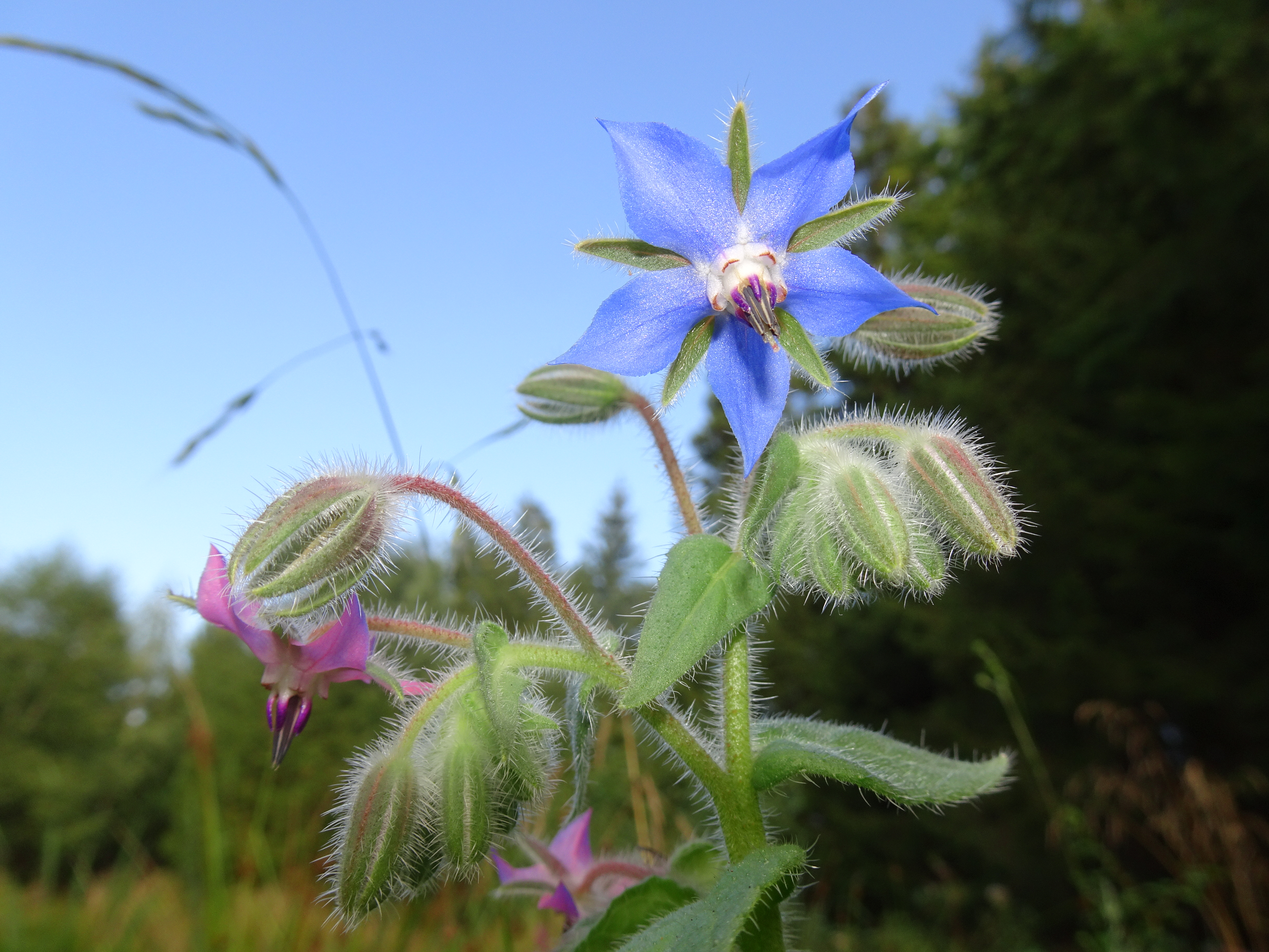 Ein Gurkenkraut am Biotop nahe der Waldhütte Wüest im Schächbelerwald  entdeckt.  | Urs Amrein, Ruswil 