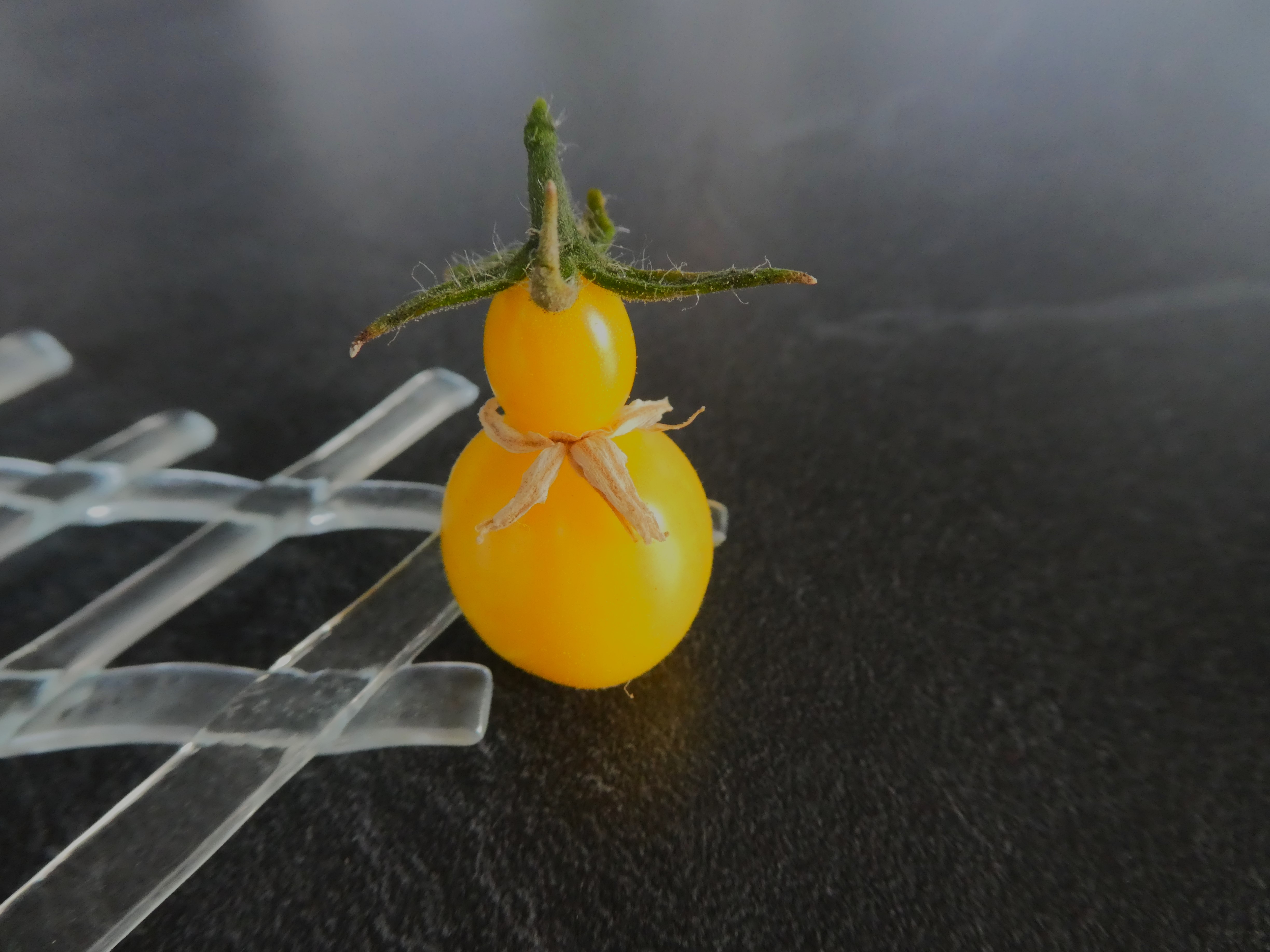 Diese kleine Tomate ist bei uns auf dem Balkon so gewachsen. | Josy Steinmann, Ruswil 
