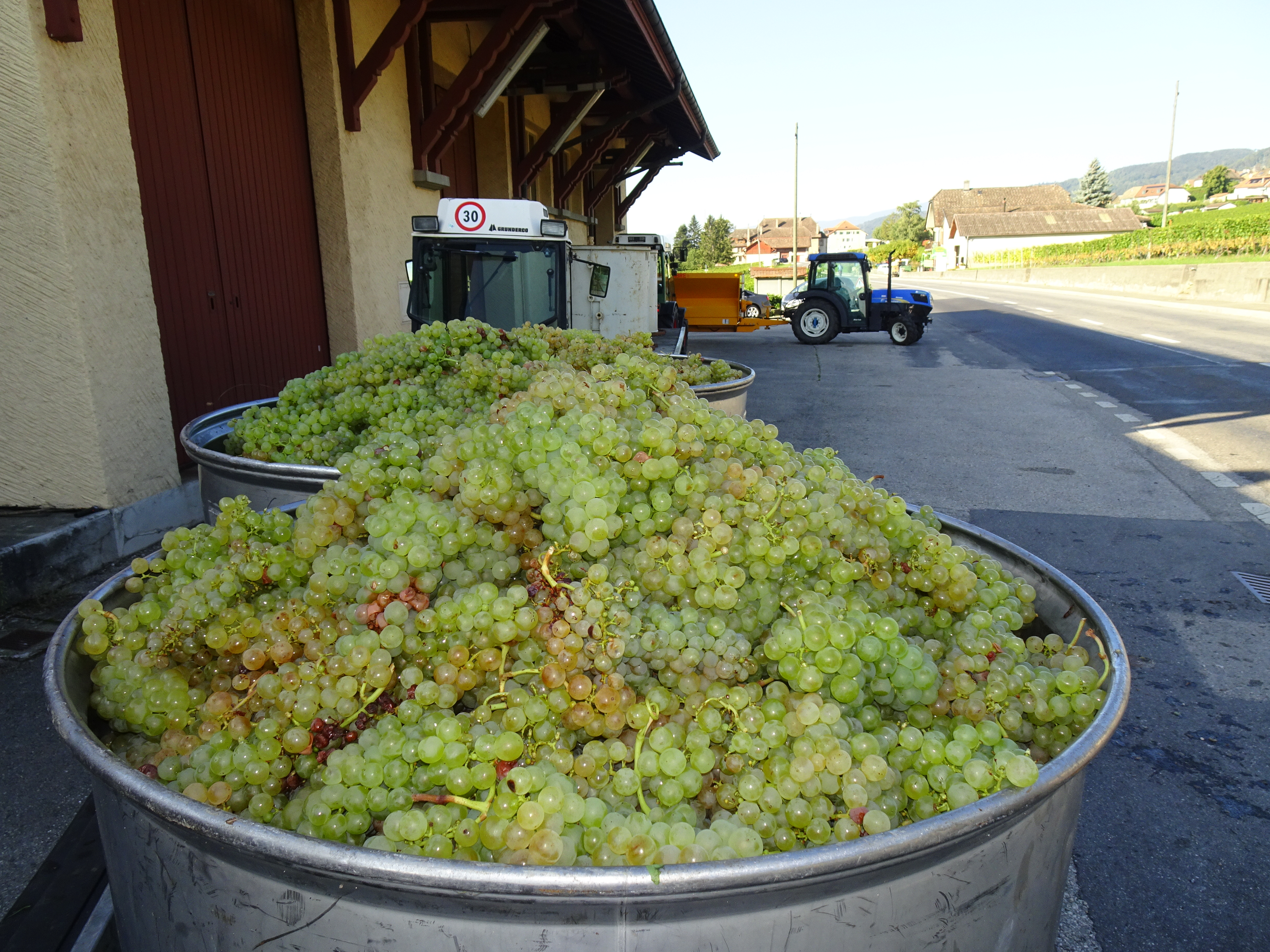 In der Waadtländer Weinbau-Region "La Côte" hat die Weinlese begonnen, sieht das nicht köstlich und gluschtig aus?   | Urs Amrein, Ruswil 