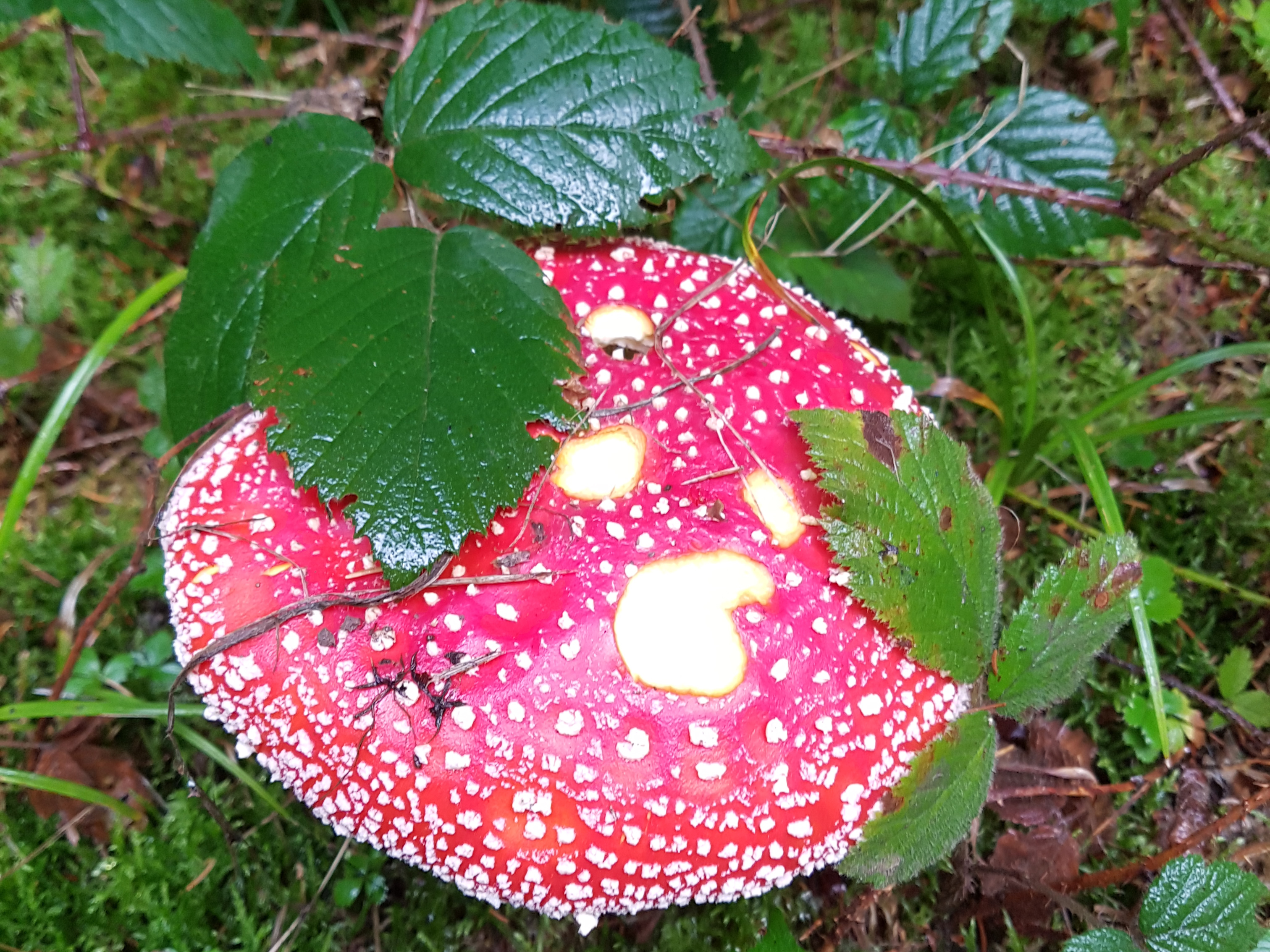 Ein Fliegenpilz versteckt sich im Wald | Emilie Koller, Grosswangen