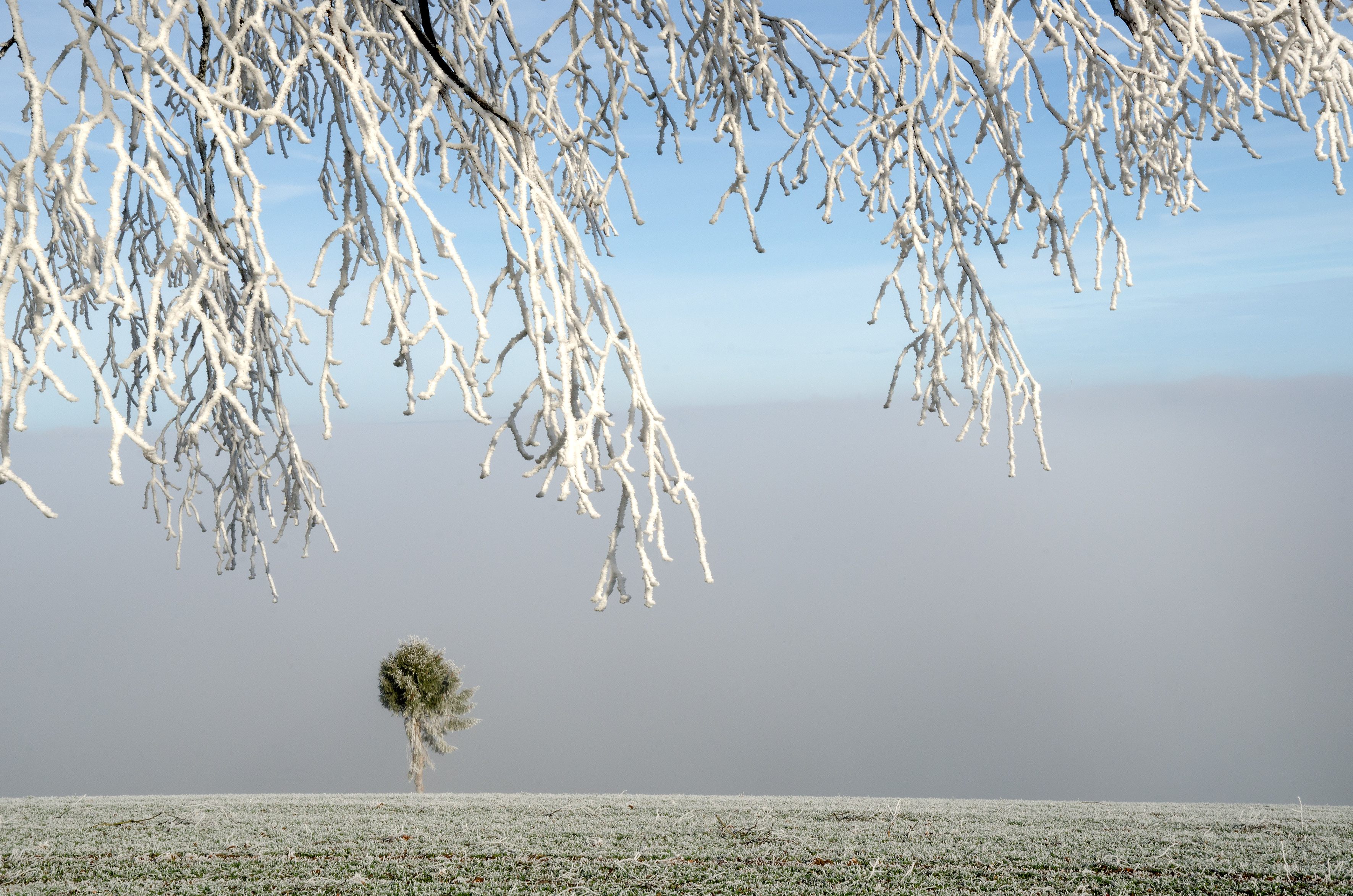 Auf dem Ruswiler Berg kommen die Bäume mit dem Raureif zur Geltung. | Stefan Dubach, Ruswil