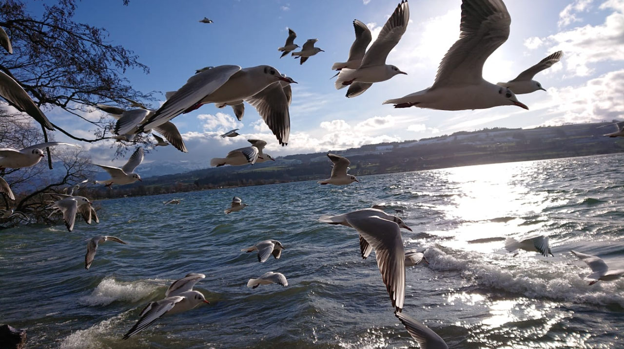 Viel "Flugbetrieb" am Sempachersee | Nicole Wagner, Ruswil