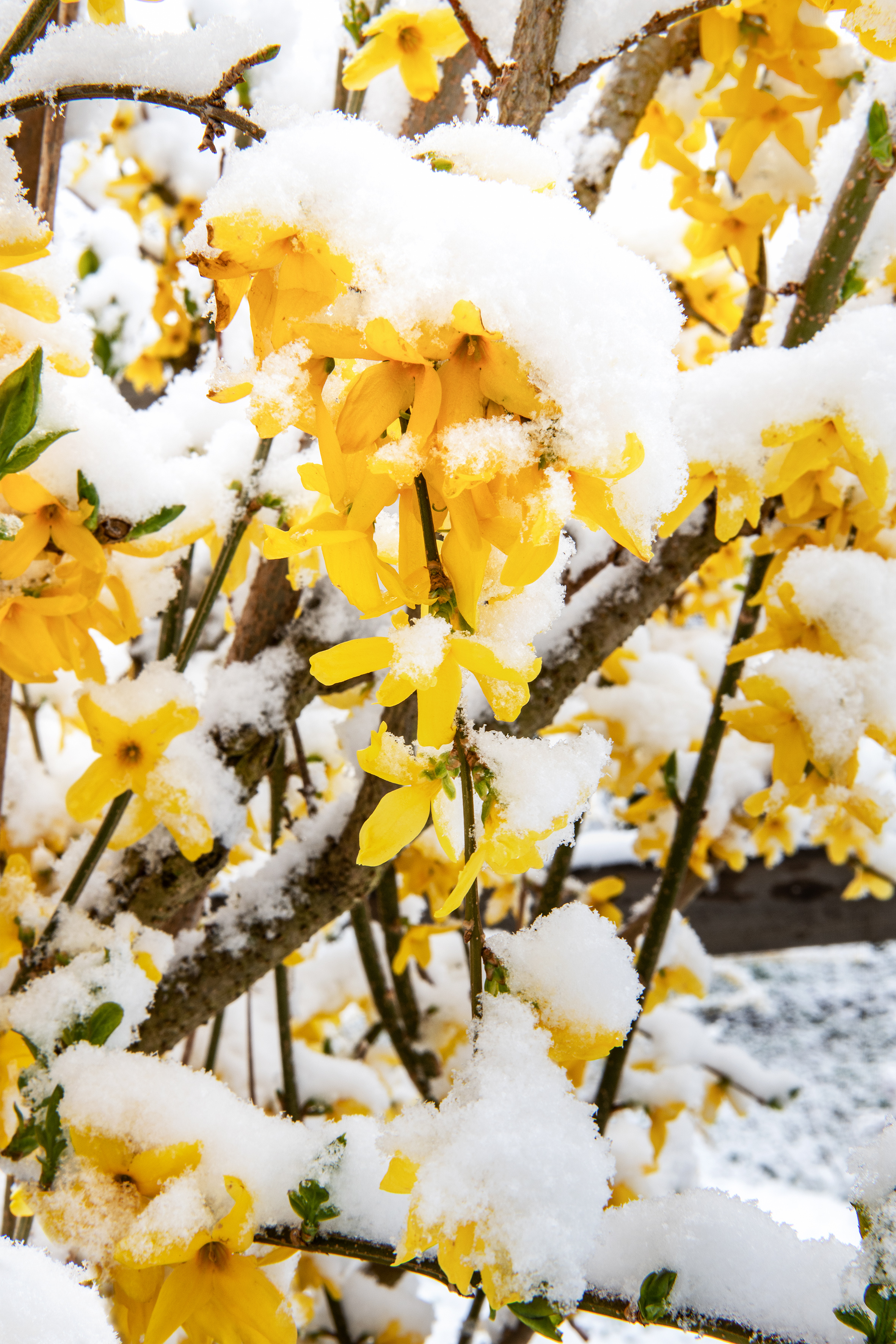 Nach dem Wintereinbruch vom vergangenen Sonntag liegen die Forsythien unter einer Schneedecke. | Stefan Dubach, Ruswil