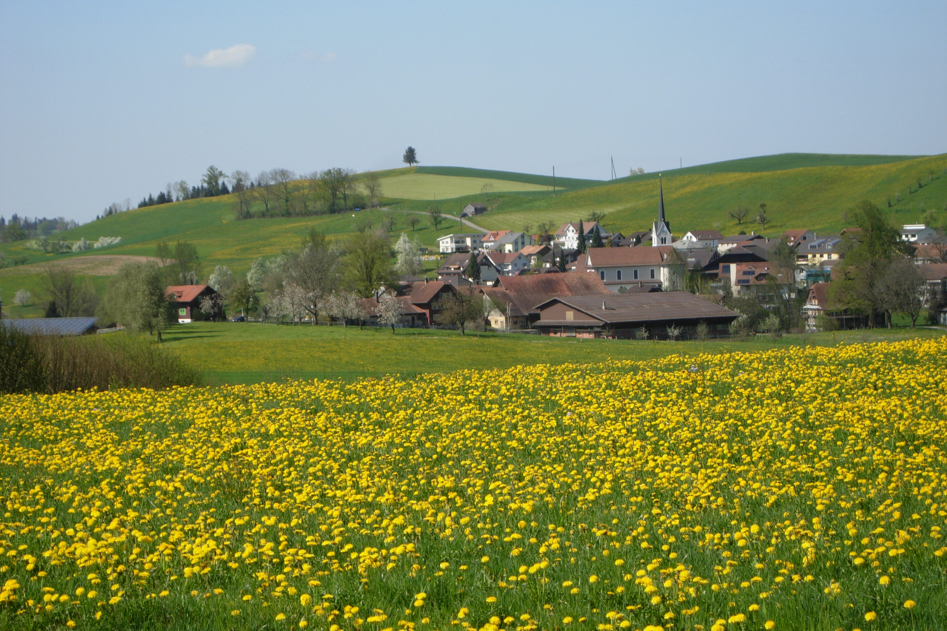 Von dieser Wiese entsteht der Geisser Blütenhonig.  | Anton Winiger, Geiss, 70 Jahre Imker