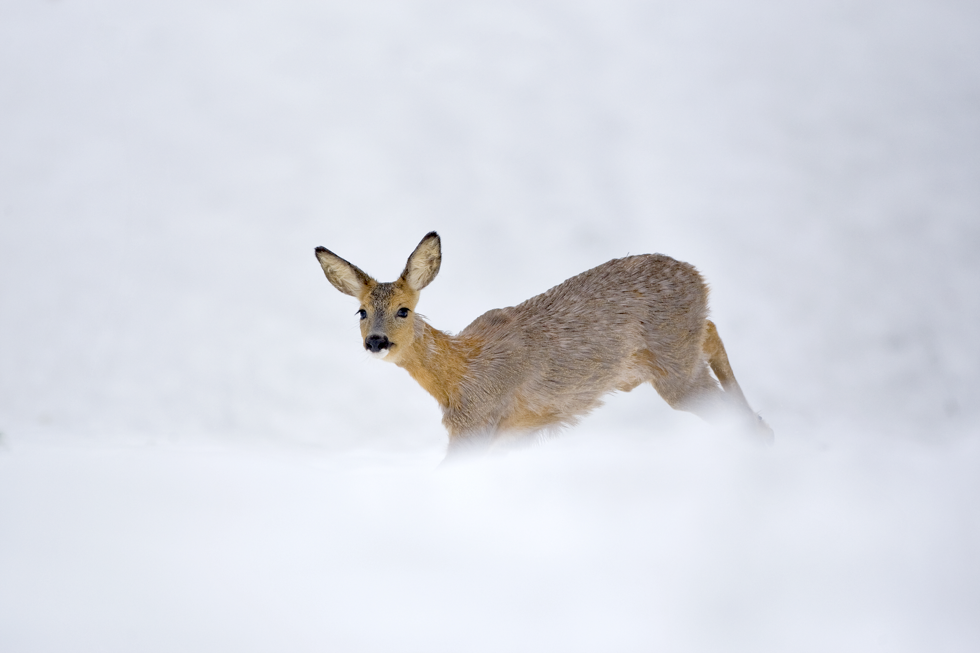 Reh im Schnee im Schwerziwald, Ruswil | Dominik Schmidli, Ruswil