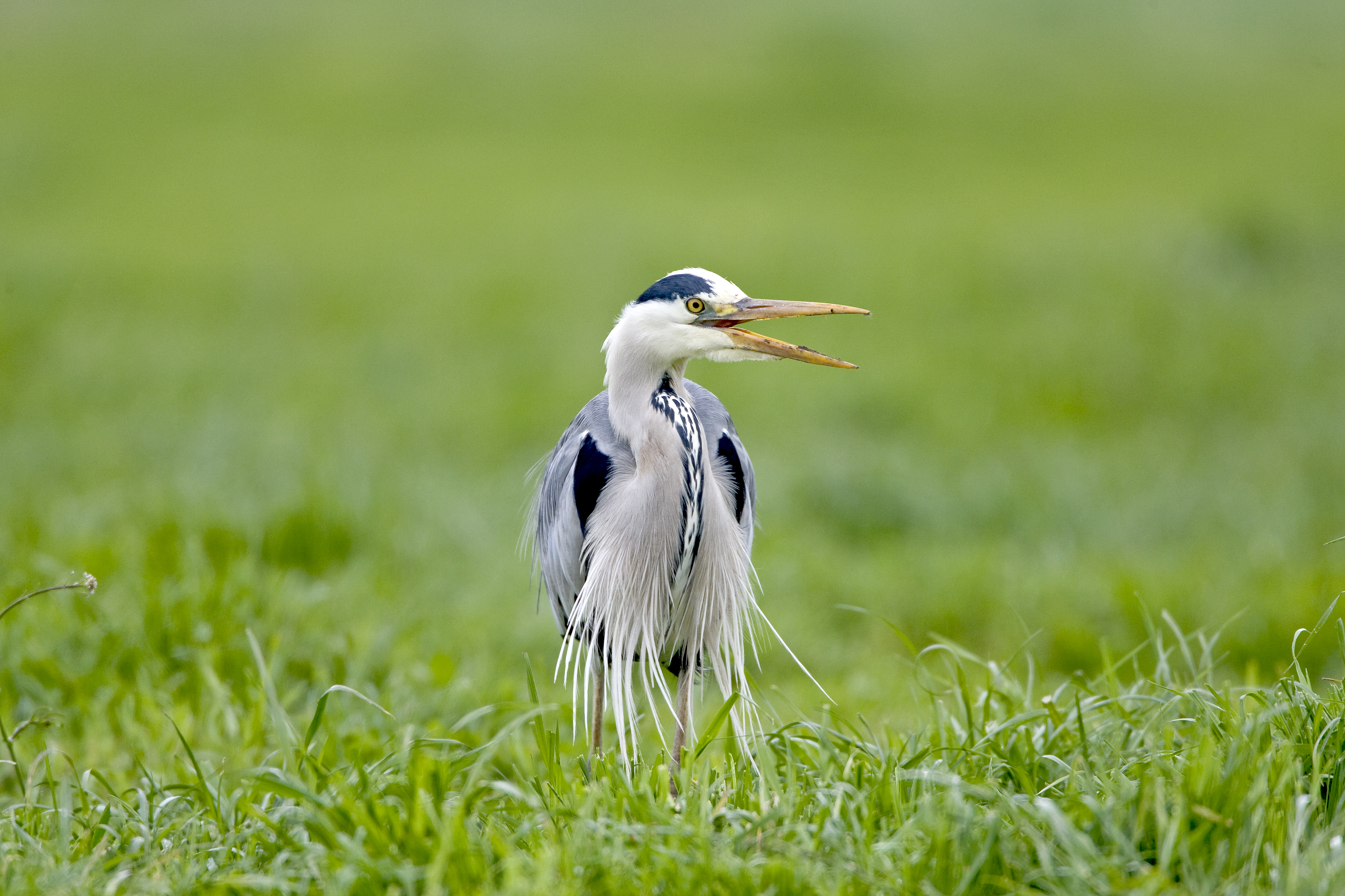 Was hat der Fischereiher wohl im Visier, fotografiert in Oberkirch. | Dominik Schmidli, Ruswil