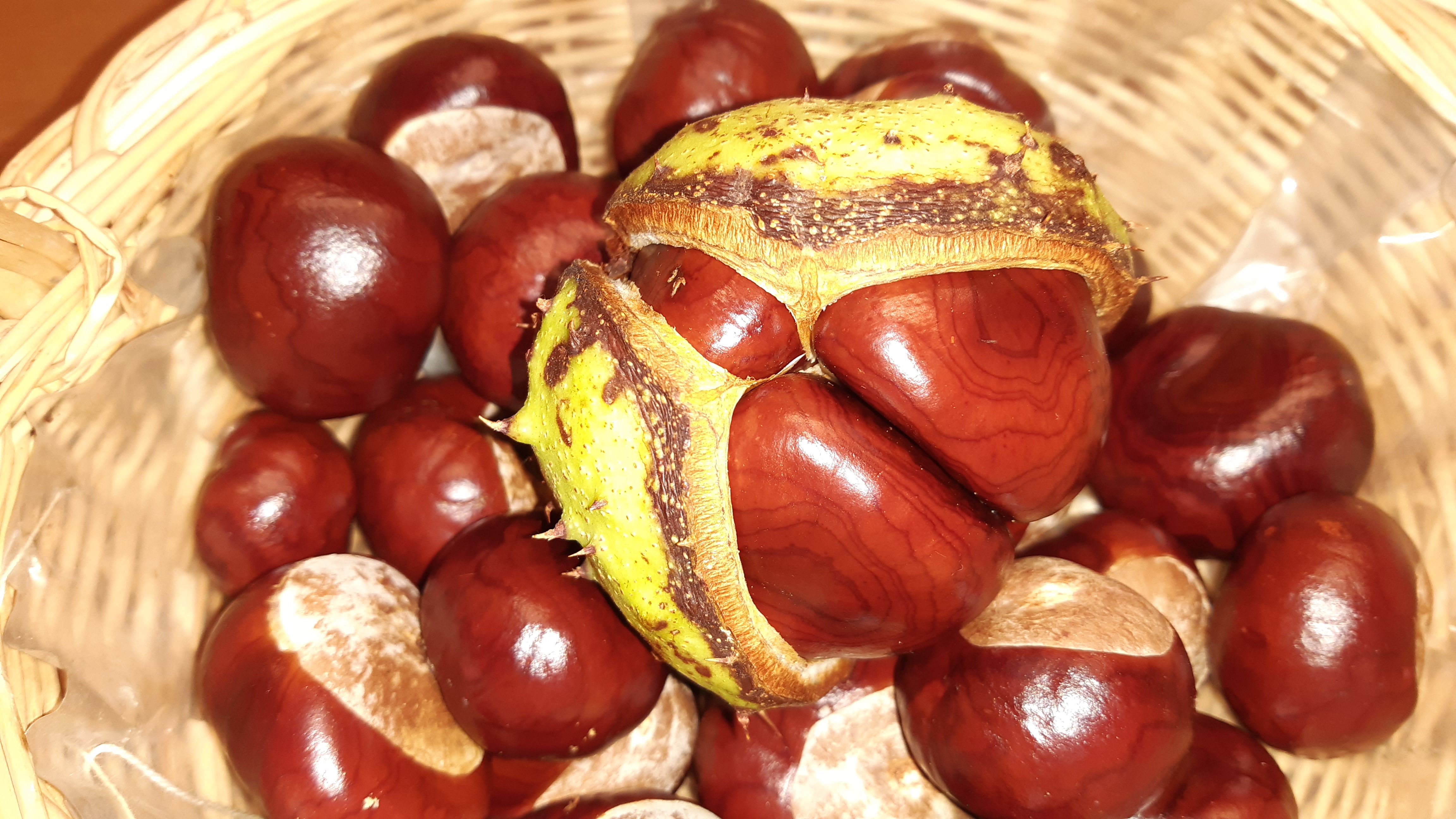 Milena Limacher, Ruswil, hat diese Drillingskastanie gefunden. Ein Wunder der Natur! | Thomi Limacher, Ruswil