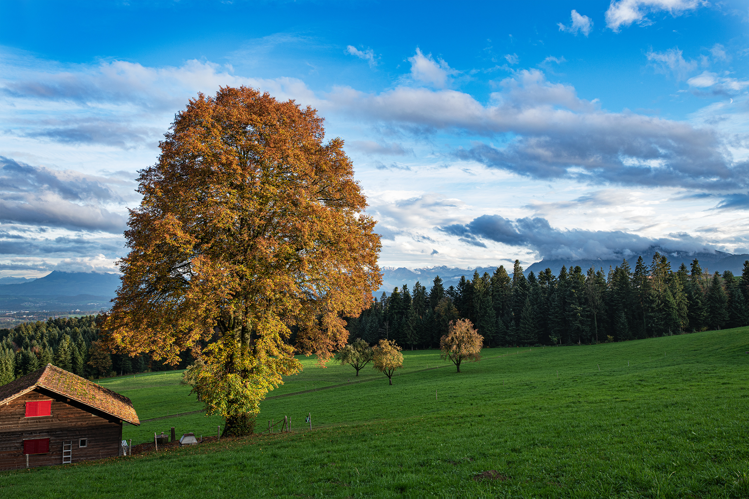Kurz bevor der erste Schnee kommt, leuchten die farbigen Blätter in den letzten Sonnenstrahlen des Tages, auf. | Stefan Dubach, Ruswil