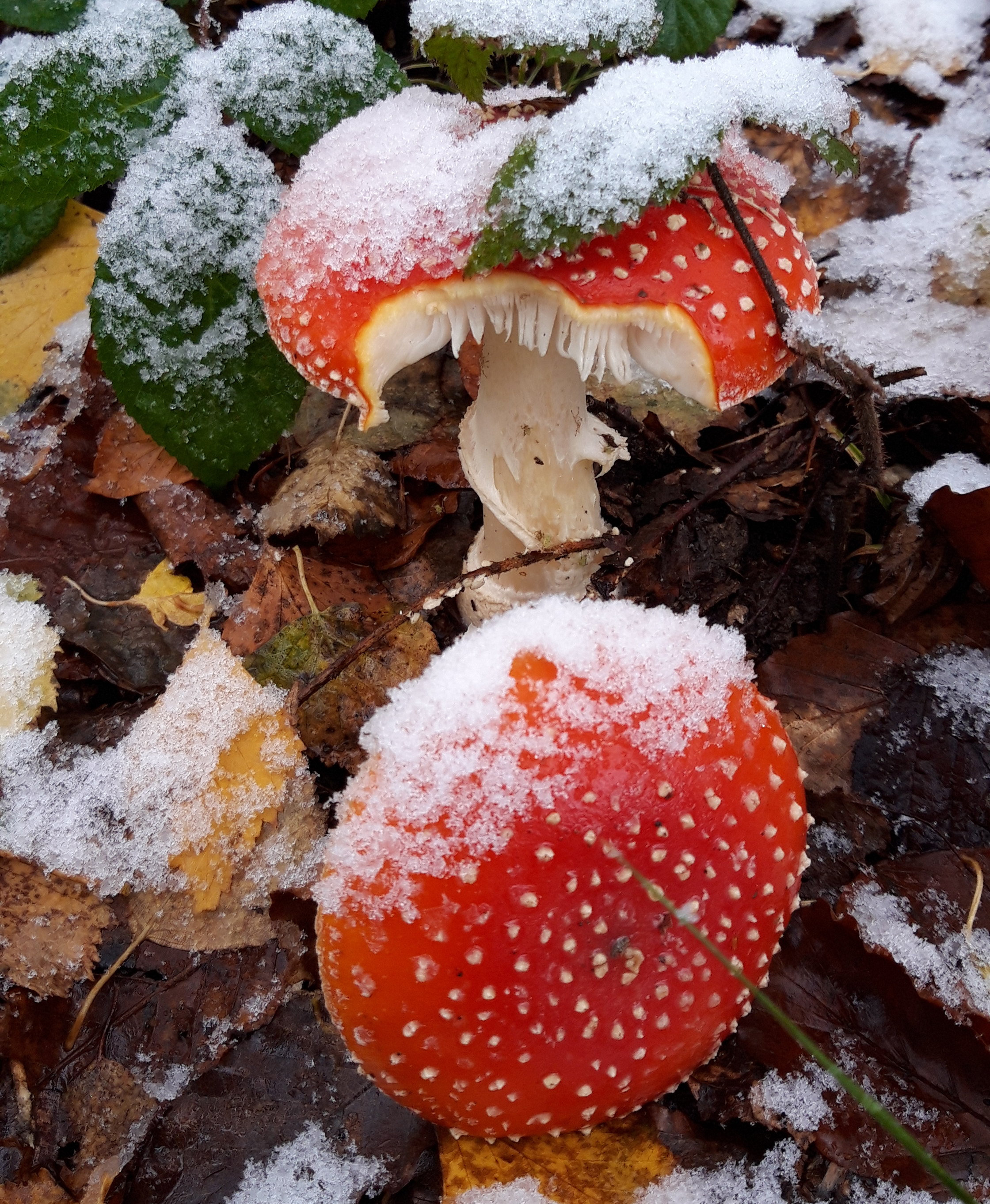 Die ersten Schneeflocken bis ganz nach unten, vermischt mit den Herbstfarben. | Petra Bucher, Ruswil