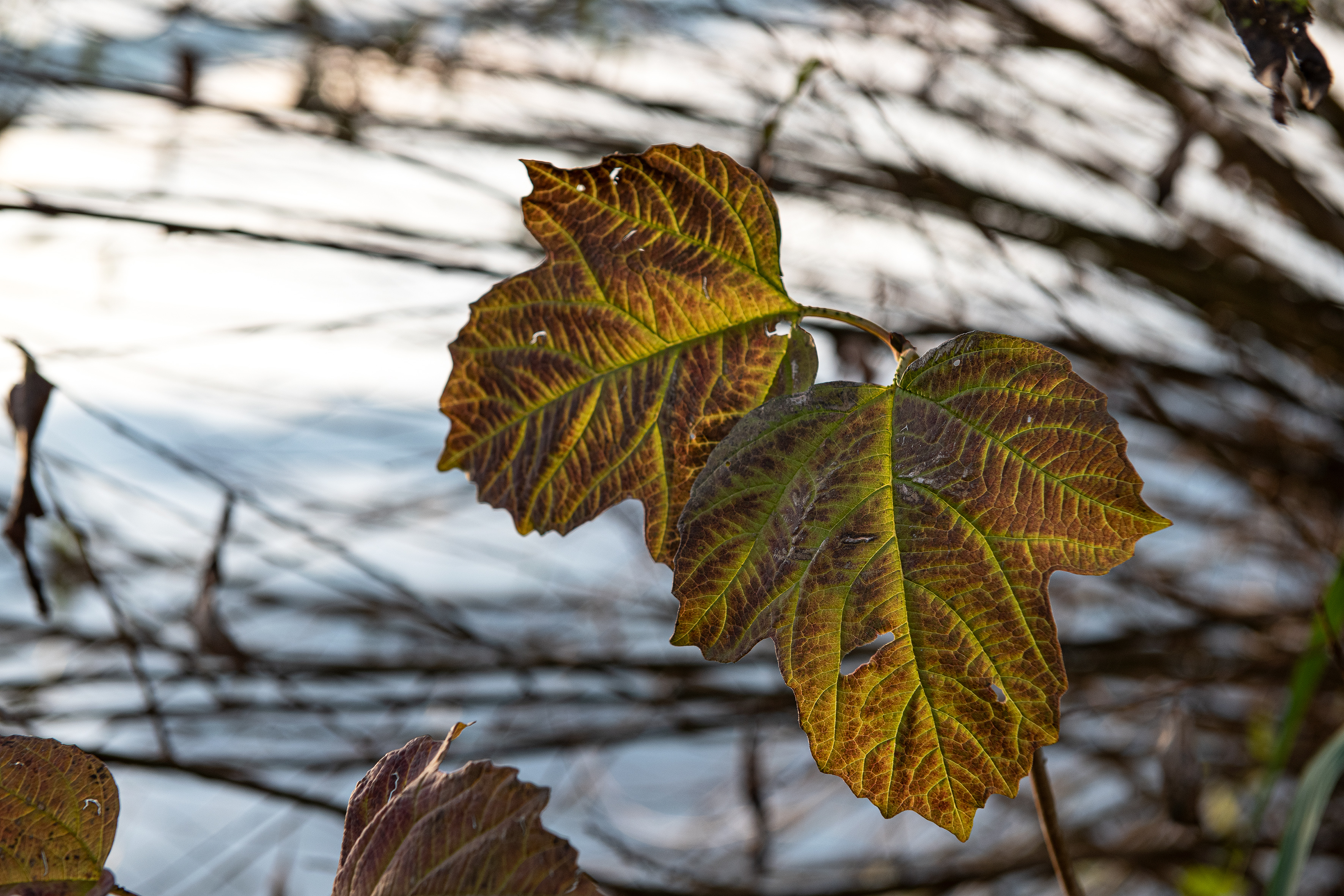 Herbstblatt am Sempachersee | Stefan Dubach, Ruswil