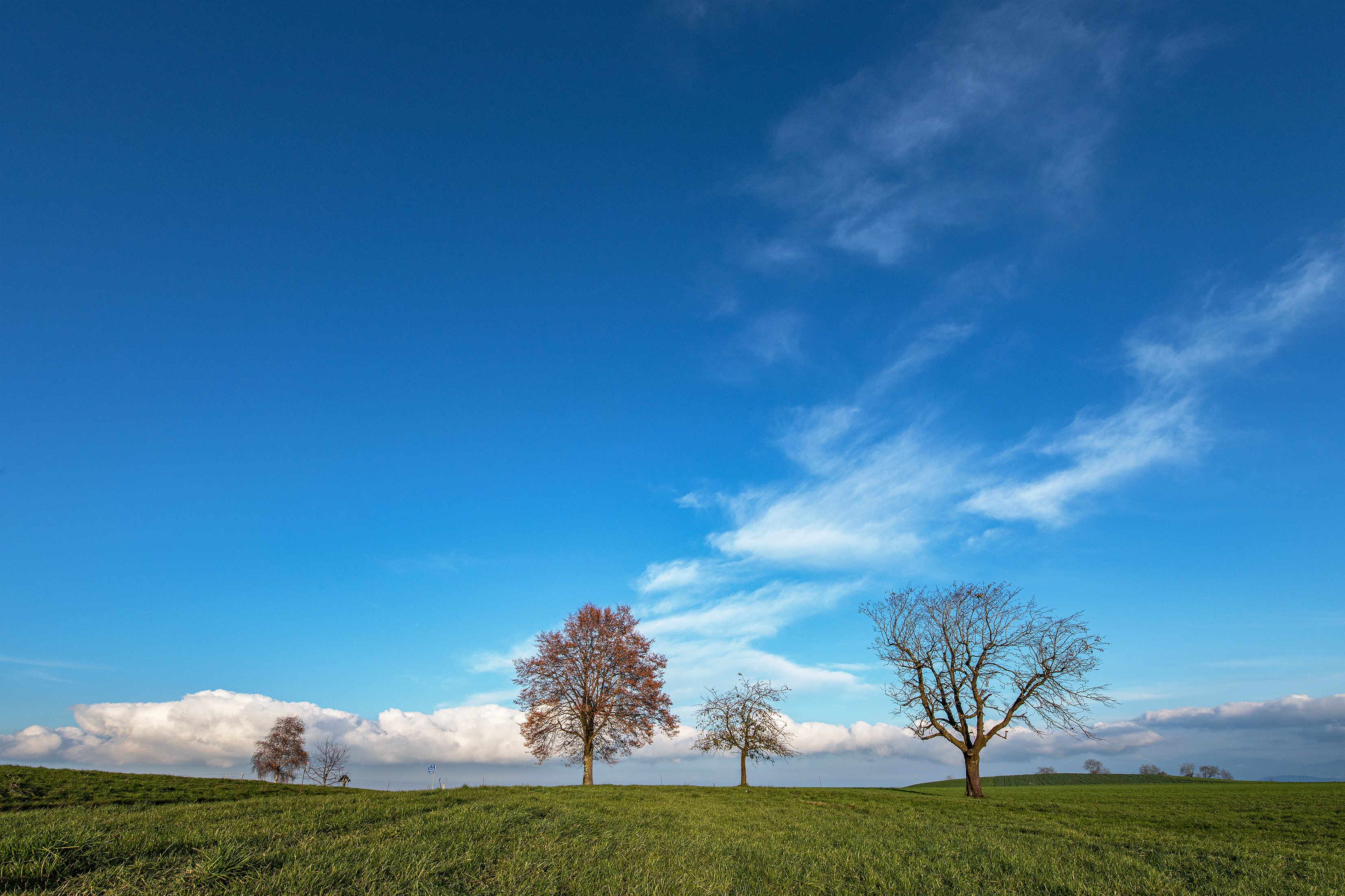 Bäume im Herbst auf dem Ruswilerberg | Stefan Dubach, Ruswil