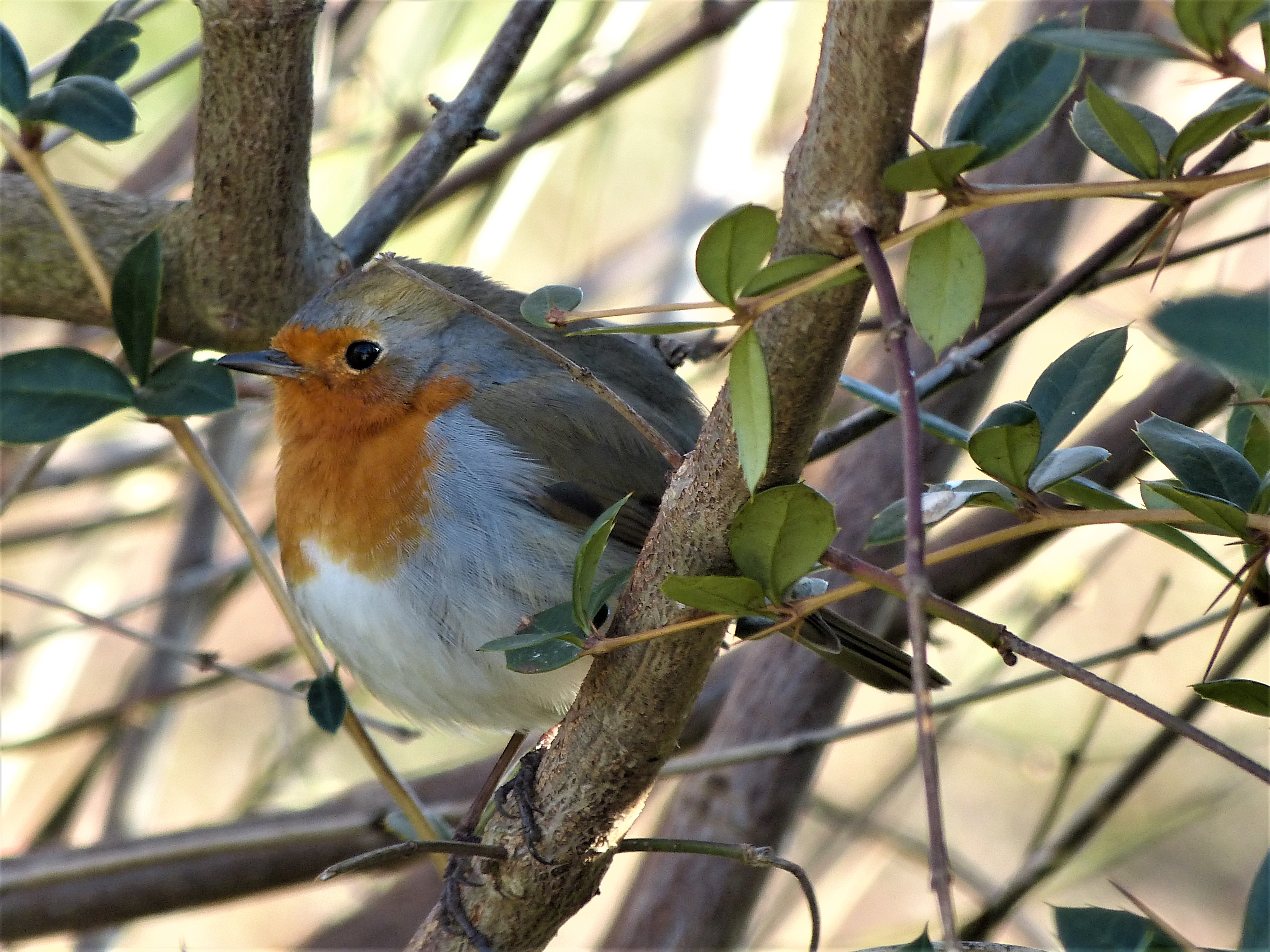Das Rotkehlchen hat sich gut versteckt. Aber wir haben uns trotzdem gesehen. | Josef Lustenberger, Wolhusen