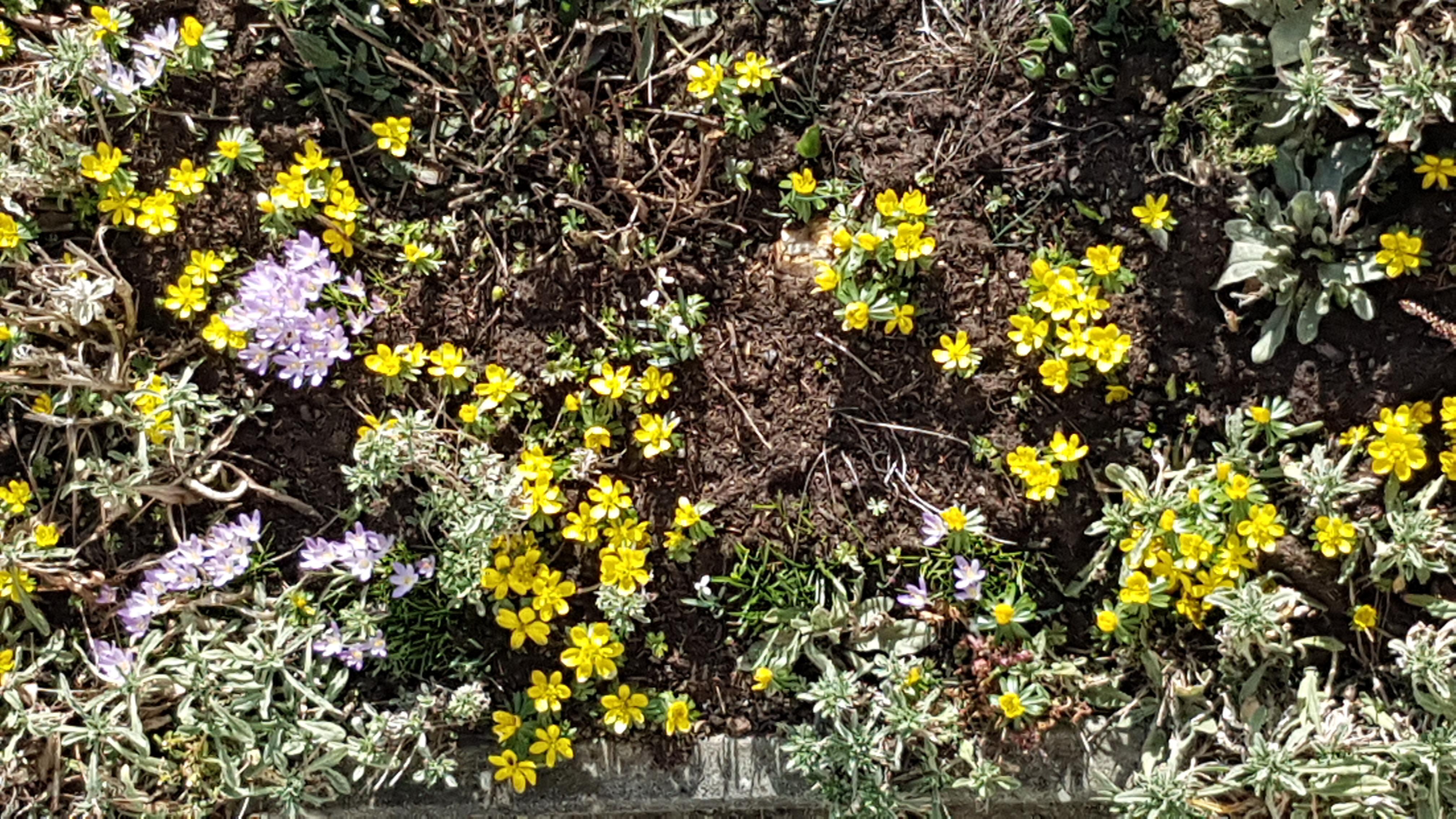 "Unser Garten blüht wunderschön mit Jänerling." | Beatrice Kiener, Ruswil